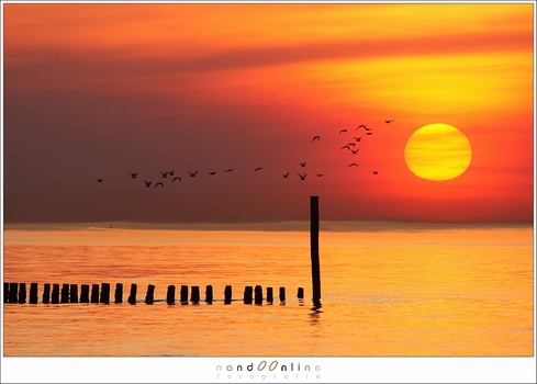 Reality or manipulation? It is an image from the archives. I took this photo back in 2012 with a long telelens. The gulls flew through the frame and I took a series of images. It is amazing how the gulls and sun fit together. Nothing is manipulated. Do y
