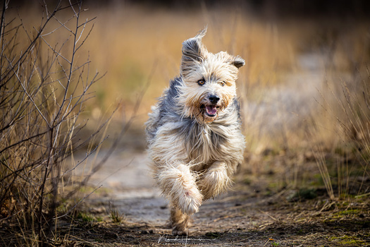 Shooting action is no problem with the RF 70-200mm f/2.8L IS. Its auto focus is very quick and accurate.