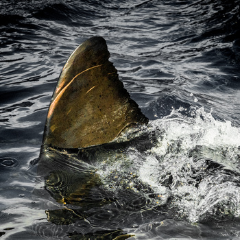 a shark fin from above water level
