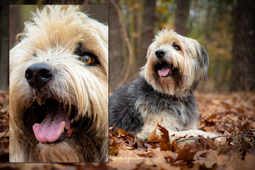 The eye AF of the Canon EOS R6 works very well. Also animal eye AF is very accurate. You will never miss a shot again... well, almost never.