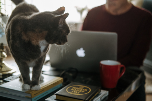 Selecting which images to print and use for your portfolio. A cat on a table with a man using a laptop.