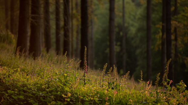 Shallow depth of field Flowers in forest