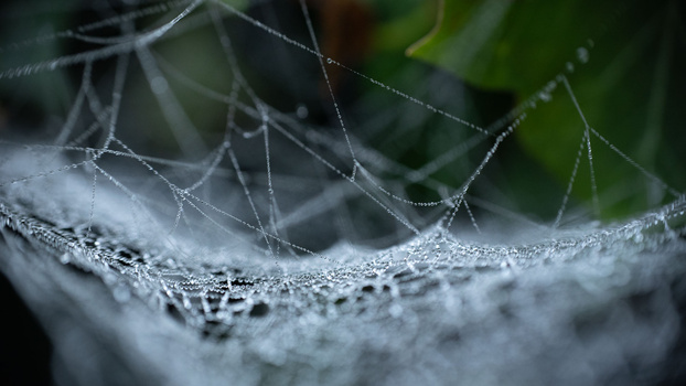 Spiders web in dew Spiders web in frosted dew