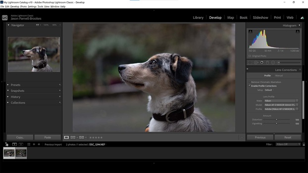 Dog portrait in Lightroom Dog portrait in Lightroom classic