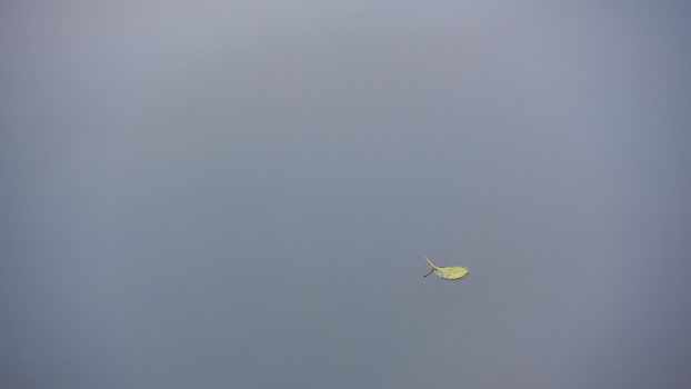Minimalist leaf on lake Minimalist photo of a leaf on a lake