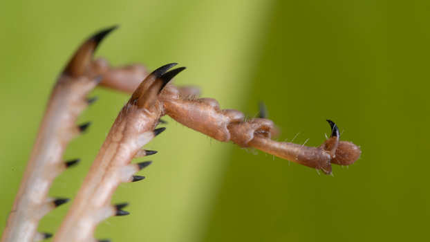 Grasshopper feet Grasshopper feet macro