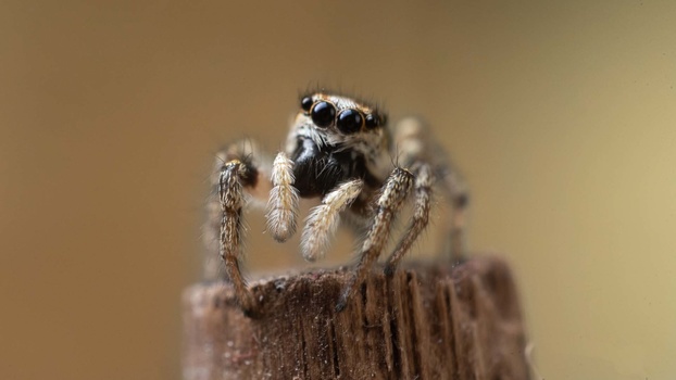Spider portrait Zebra jumping spider portrait