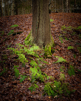 If the image is cropped into a 4:5 aspect ratio, it has a much more pleasant feel to it. There is a better balance.