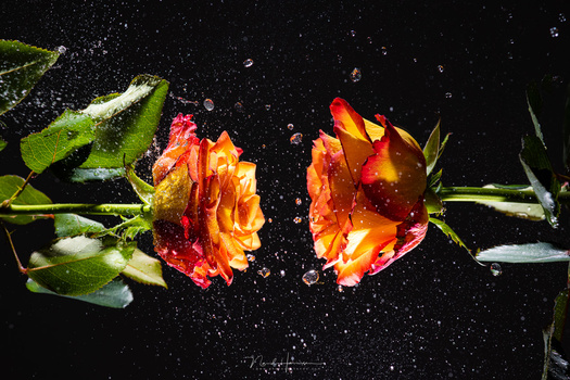 A couple of roses and some water drops shot with the RF 85mm f/2 macro on a Canon R5. I used two Profoto A1 flash guns for the light.