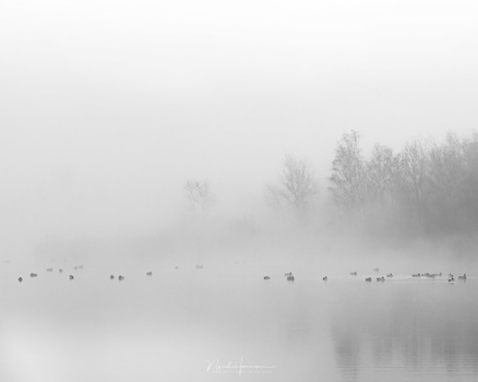 This is a typical high key landscape photo, according to the strict definition. Every tonal value is located at the right side of the 50% grey line. There is not a single pixel that has a tonal value darker than 50% grey.