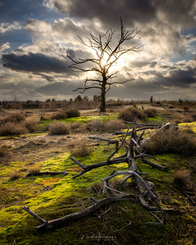 I choose a wide angle and a close distance to the foreground to achieve the desired size of the foreground and background. It also has a large depth of field. There are four tools to manipulate the way foreground and backgroudn appear in a photo.