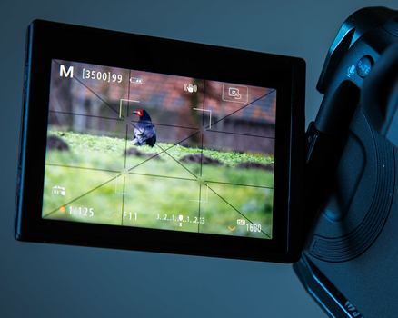 All the autofocus functions are available, but only within the square. The animal eye-AF works perfectly, even when the eye is very small.