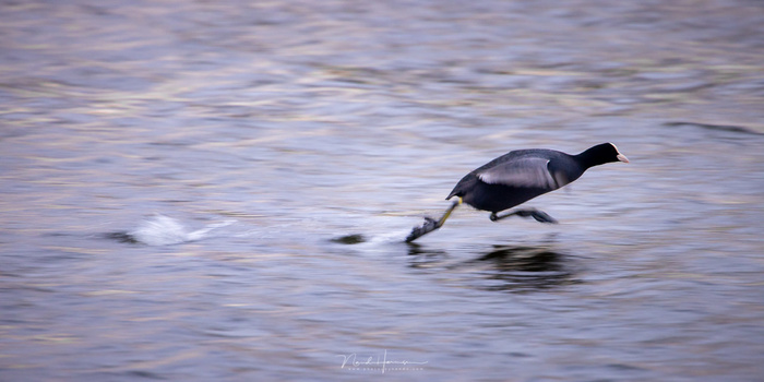 A running coot. These birds can be fast so you need a fast shutterspeed to freeze the motion. My shutterspeed was a bit slow, but I like the effect. (Canon EOS R5 with RF 800mm - f/11 - ISO1000 - 1/160s)