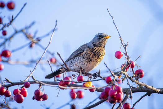A fieldfare in nice sunny weather conditions. That is when the RF 600mm and RF 800mm perform the best. The quality of the lenses are very good. (Canon EOS R5 with RF 800mm - f/11 - ISO400 - 1/125s)