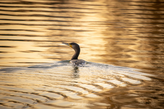 A cormorant in the wonderful light of a sunrise. (Canon EOS R5 with RF 600mm - f/11 - ISO640 - 1/125s)
