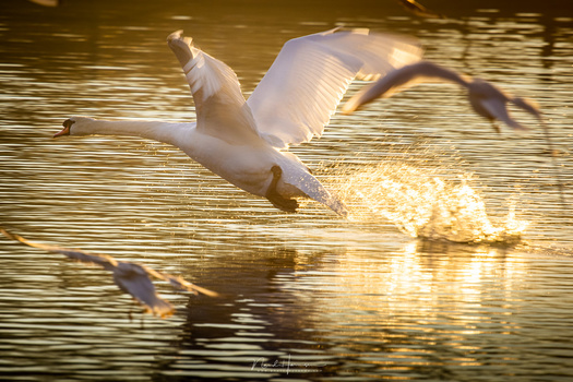If the birds are close by and large, like this swan, the focal length can turn out to be too long. The autofocus has no problem following the animal. (Canon EOS R5 with RF 600mm - f/11 - ISO160 - 1/400s)