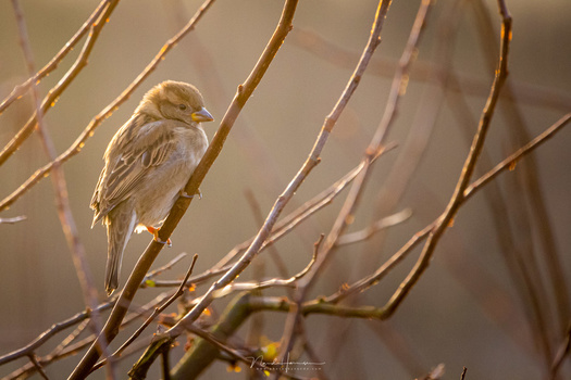A sparrow in the golden light of a sunrise. These are difficult situations for the autofocus but the combination of the Canon EOS R5 and RF 600mm performed very well (f/11 - ISO3200 - 1/400s)