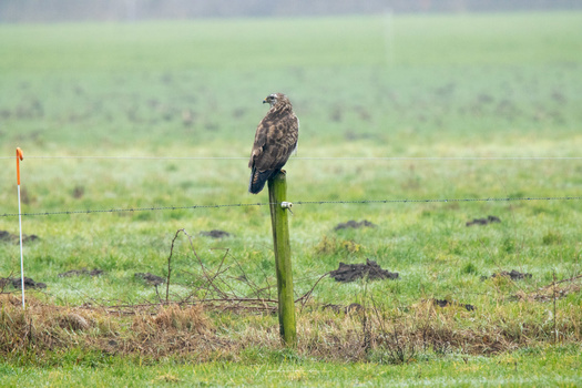 A buzzard, shot with the 2x extender through the rain. (EOS R5 + RF100-500L + 2x extender @ 1000mm - ISO2500 - f/14 - 1/125s)