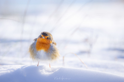 A robin in the snow. The quality of the lens is outstanding. (EOS R5 + RF100-500L @ 500mm - ISO100 - f/8 - 1/320s)