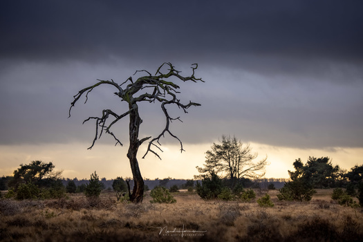 The tree I named Tim Burton tree, shot from tripod (EOS R5 + RF100-500L @ 176mm - ISO100 - f/5 - 1/160s)