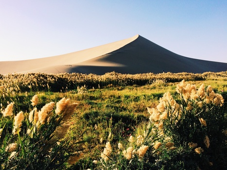 Desert landscape with golden dunes, sparse vegetation, and a dark volcanic peak under clear sky.