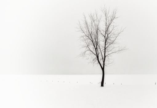 Bare tree standing alone in a snowy landscape under overcast sky.