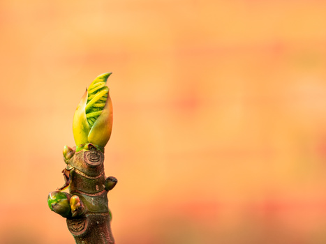 Budding plant shoots with coiled tendrils emerging from a brown stem against a warm, blurred orange background.