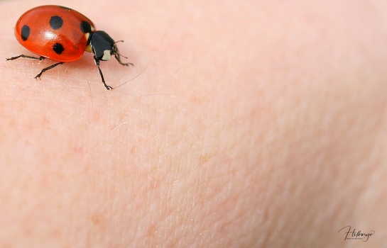 Ladybug with red wing covers and black spots crawling across human skin.