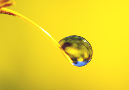 Water droplet suspended on a curved stem against bright yellow background.