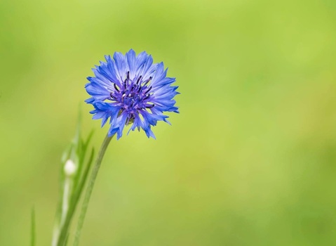 Bright blue cornflower with dark purple center against soft yellow-green blurred background.