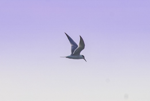 A tern in mid-dive against a pale purple and white sky.