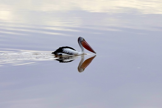 Pelican swimming in still water with mirror reflection visible beneath the bird.