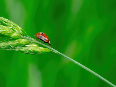 Red and black ladybug crawling on a green grass stem with blurred green background.