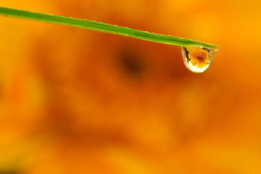 Water droplet clinging to a green stem against a warm orange blurred background.