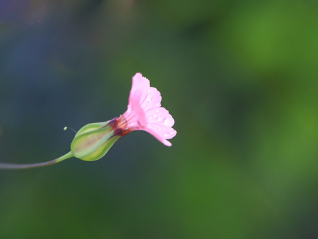 Pink flower with unopened green bud against soft blurred green background.