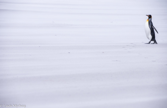 King penguin standing alone on snow and ice in a minimalist landscape.