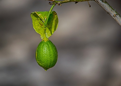 Green citrus fruit with attached leaf hanging from a thin branch against a blurred gray background.
