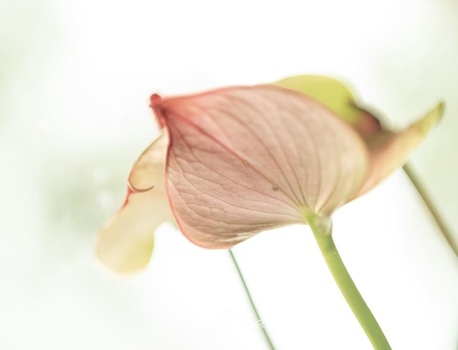 Delicate pink flower with translucent petals backlit against a soft, blurred white background.