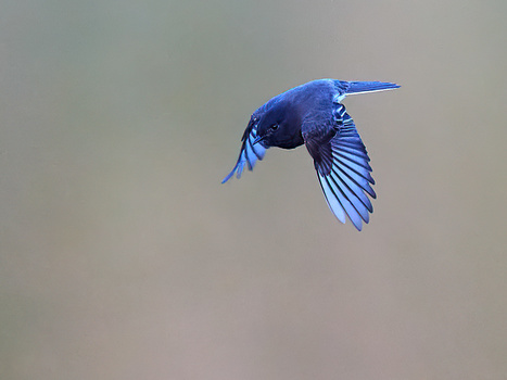 Vibrant blue jay in flight against a neutral gray background, wings spread mid-motion.