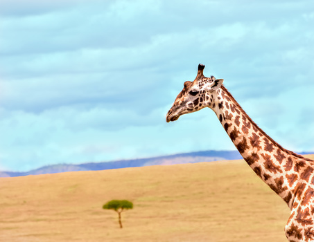 Giraffe standing in savanna landscape with sparse acacia tree and cloudy sky.