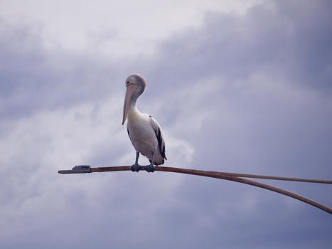Pelican perched on a curved pole against a cloudy sky.