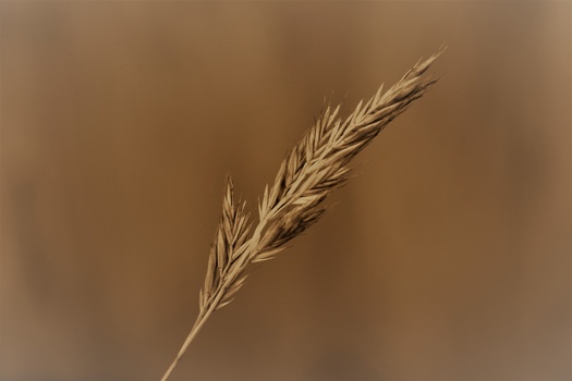 Single mature grain head with detailed awns against a warm, blurred brown background.