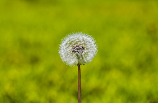 Mature dandelion seedhead in sharp focus against soft, blurred yellow-green background.