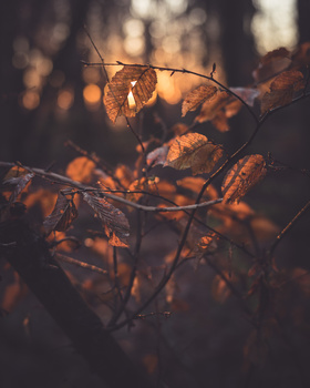 Dried plant stems and seed pods backlit by warm golden sunlight in soft focus.