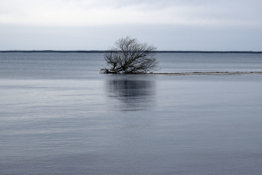Bare tree reflecting in still water under overcast sky.