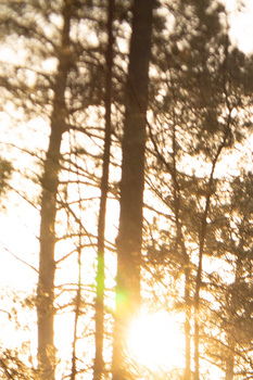 Sunlight filtering through tall evergreen trees at golden hour, creating silhouettes and lens flare.