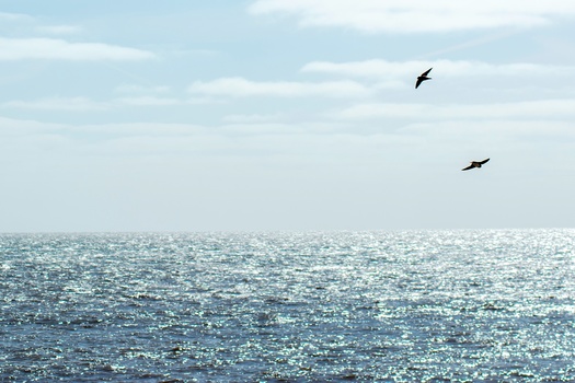 Two birds in flight over sunlit ocean water with scattered clouds.