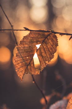 Backlit autumn leaf on a branch, glowing amber against a soft-focused warm background.