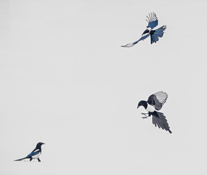 Three blue jays in flight against a light gray sky, captured mid-wing beat at different elevations.
