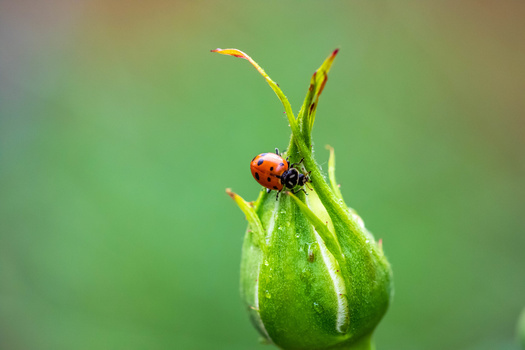 Red ladybug perched on a green flower bud with blurred background.